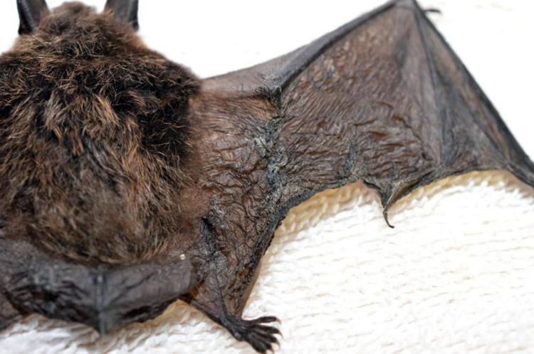 Northwest Bat